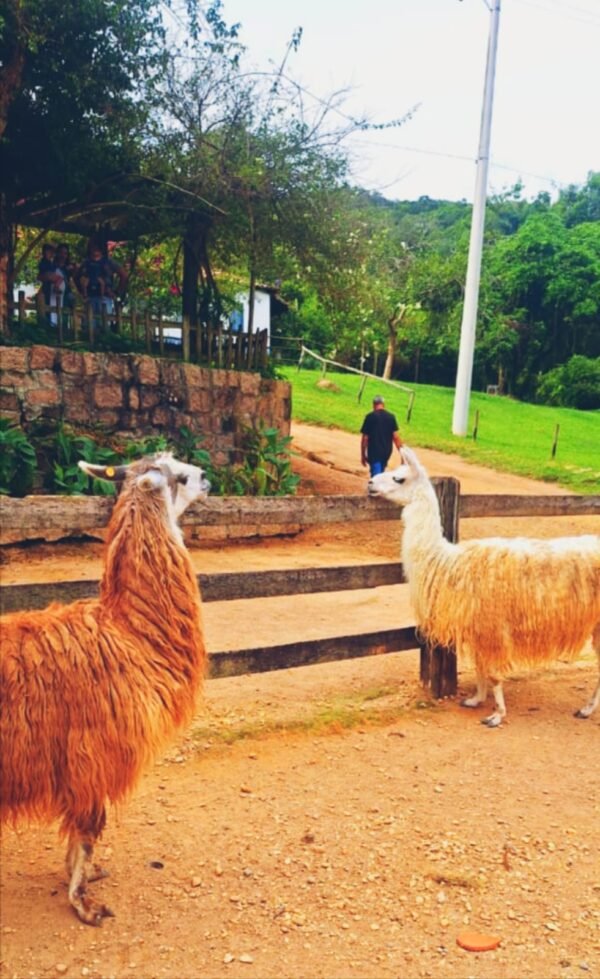 🎁 Pacote Promo Easy — ITU + SALTO | PARQUE DOS DINOSSAUROS | FAZENDA DO CHOCOLATE + CITY TOUR COMPLETO - Imagem 24